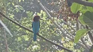 King Fisher bird
