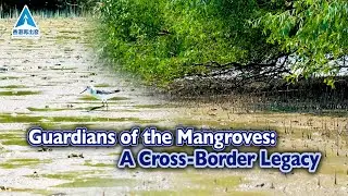 Guardians of the Mangroves: A Cross-Border Legacy