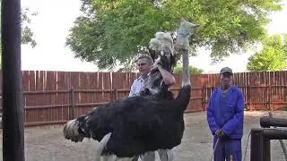 Ostrich Anatomy