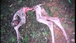 Australian Alien Big Cats