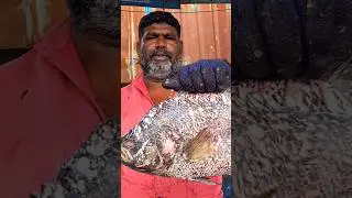 KASIMEDU 🔥KAL KODUVAA FISH CUTTING #kasimedufishmarketlatest #kasimeduspeedselvam #shorts