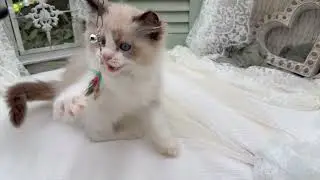 Briar 💜 Seal Bicolor Ragdoll Kitten 