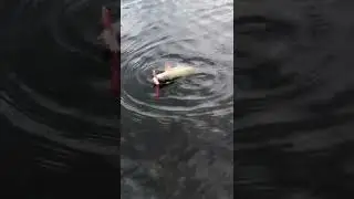 Triploid on Lake Desire