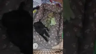 Rockin' Poodle Pup