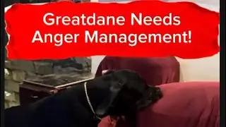 Greatdane Marah-marah, karena Miss Halima Tidak Mau Main