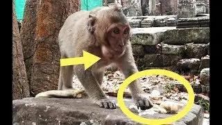 Top Sweetpea Monkey Request Some Fruits And Cry Very Loudly