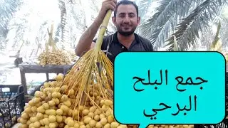 إزاي تجمع البلح البرحي؟ How to collect data barhi