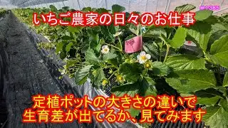 定植ポットの大きさの違いで生育差が出るのか、見てみます　いちご農家の日々のお仕事　＃１３８５
