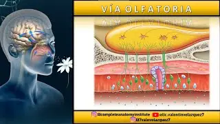 VÍA OLFATORIA | ¿Cómo olemos?