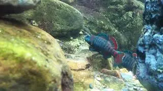 Male rainbows darters