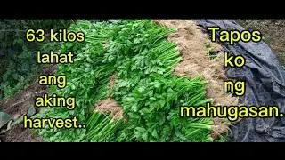 Paghugas at pagbalot para mae uwi @Higland farming ph