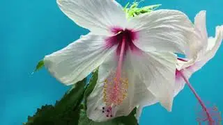 856030 hd 1280 720 50fps