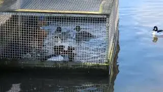 Sea duck feeding station: Using natural behaviour to increase foraging opportunities