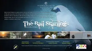 Bali Starlings - Back from the brink.