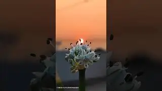How to capture Sun set flower 🌺🌿photography in mobile using pro 📸mode Il Tips And Tricks🎯