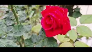 @-earth.plants-animals Small Autumn garden,kopsht i vog&euml;l vjeshte🍂🍁🍃