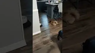Roxy & the water bowl!