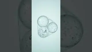 Abstract Water Bubble Animation Created Using Blender