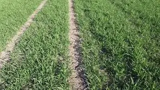 tritordeum 2020