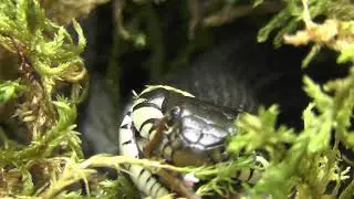 Zaskroniec zwyczajny (Natrix natrix)
