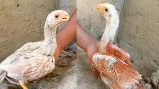 tamper tail murga tamil line aseel breed pure quality natural feed eating chicks collection odisha
