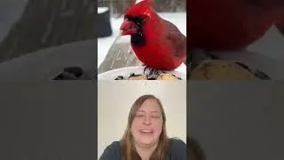 Real life angry birds 🤣