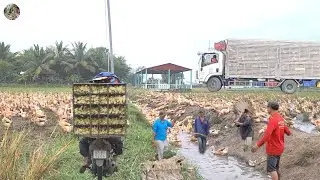 Summary of effective duck farming skills that few people know