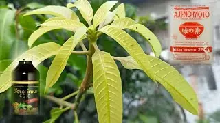 Organic Liquid Fertilizer for Fast Flowering Mango Trees | Best Fertilizer