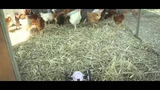Parrot MiniDrones at the farm