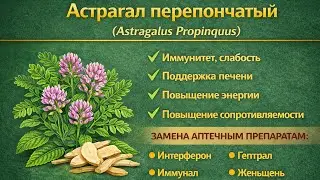 Астрагал перепончатый Astragalus Propinquus