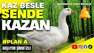 Kaz besle