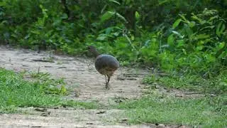 Undulated Tinamou walking the trail