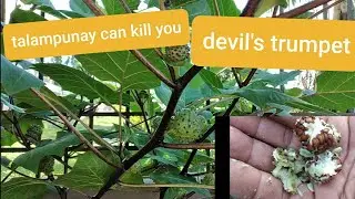 TALAMPUNAY DEVIL'S TRUMPET DANGEROUS AND POISONOUS PLANT