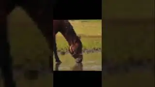 Goofy ahh Horse #shorts #memes #horse #fat