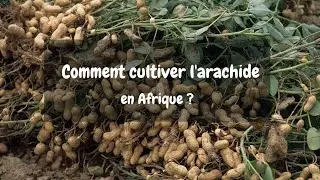 Comment cultiver l'arachide en Afrique?