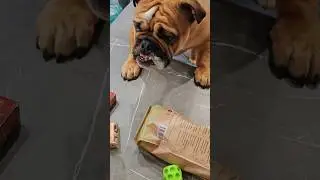 #собака #шуточное #собаки #животные #pets #суперсобака #bulldog #смешновидео #юмор #веселыекоты