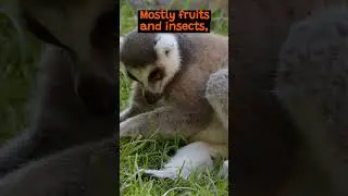 Lemurs The Primate Only Found in Madagascar | The Wild Animal Facts