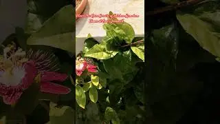 Today's Stunning Krishna Kamalam Bloom at Sree's Harvest and Home!