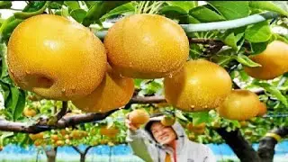 World's Most Expensive Pear - Awesome Japan Agriculture Technology Farm