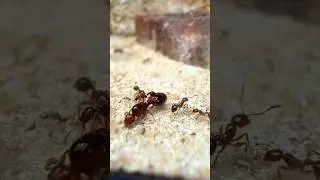 My FIRE ANTS  Are KILLING Their QUEEN!!