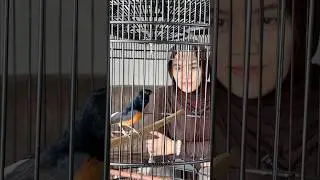 Minum larutan biar suhu tubuh burung terjaga✨ #kicaumania #muraibatu #muraibatuindonesia