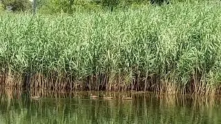Swans and Geese in the Pond 
