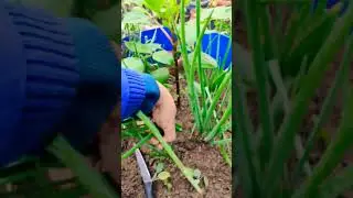#funny #fun #comedy #garden #spring onion harvest