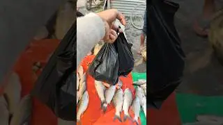 taaja machhali local machhali local fish ताजा मछली लोकल मछली fish curry