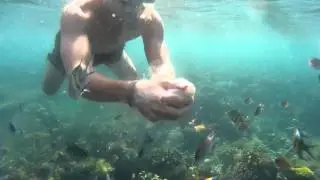 Coron Island - Coral Garden 12/2014