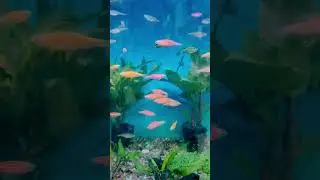 BEAUTIFUL FRESHWATER COLORFUL ZEBRA FISH #FISH #FISHCARE #AQUARIUMFISH #VIRELSHORTS #TRENDINGSHORTS