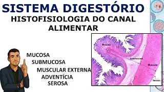 Histologia do Sistema Digest&oacute;rio - Canal Alimentar &ndash; Pt 2 #histologia #youtubeeducation