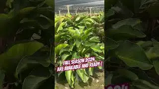 AmazingBuds Fall Crops are AVAILABLE AND READY!