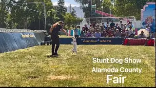 Stunt Dog Show at the Alameda County Fair