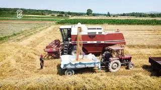 Korrja e Grurit n&euml; Doblibar&euml; &ndash; Korrik 2025